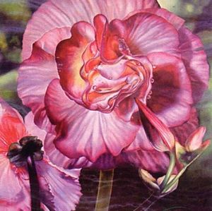Begonia 10 Limited Edition Lithographs